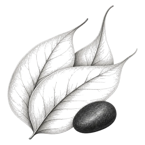 Three pale leaves layered like pages, each with fine veins, beside one small dark stone.