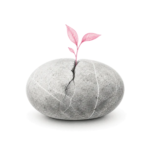 A pale stone with a slender pink seedling growing out of a crack at its top.