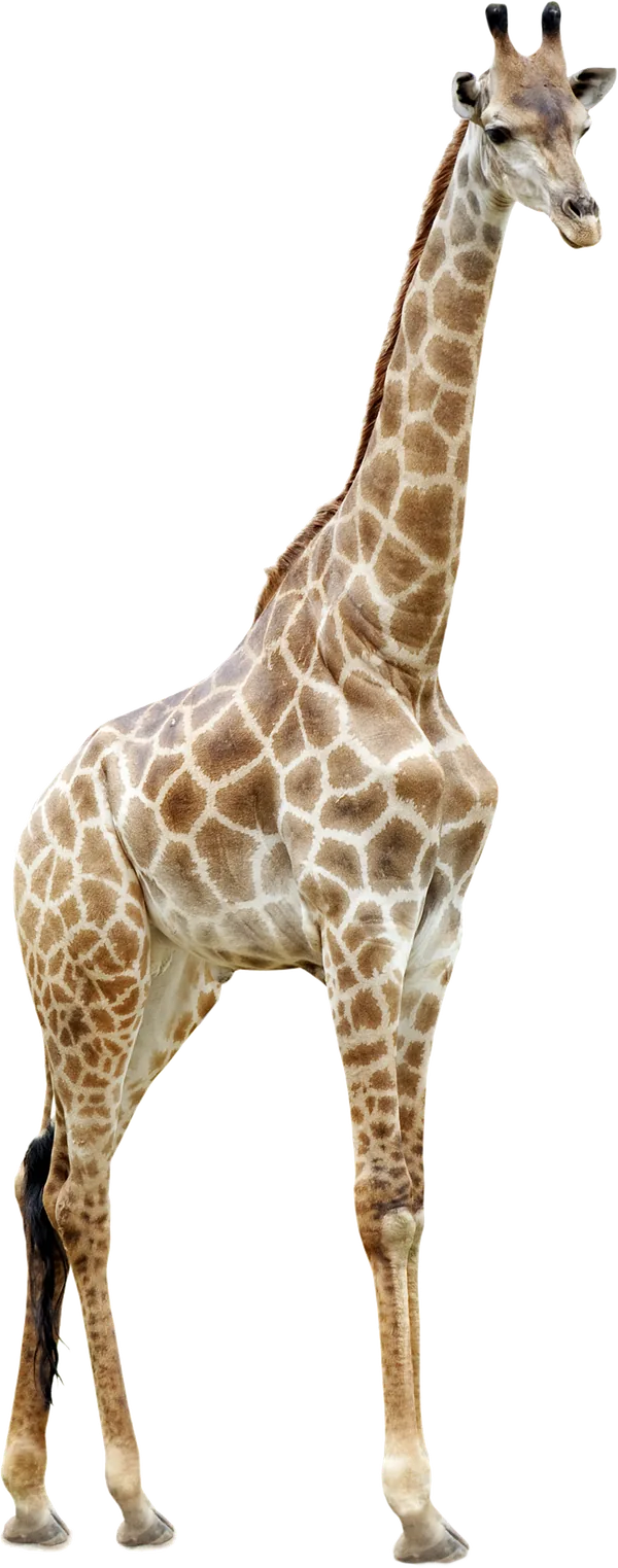 A photographic giraffe
